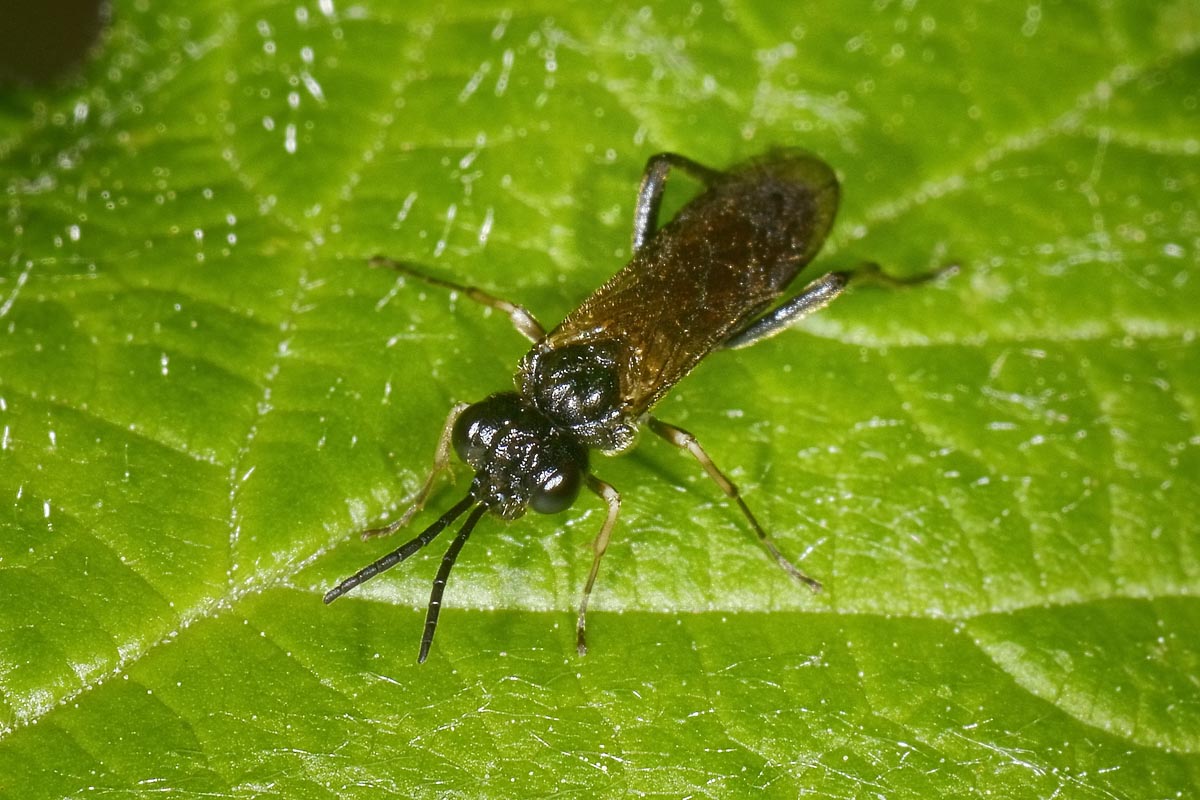 Tenthredinidae: Dolerus sp.? no, Macrophya annulata